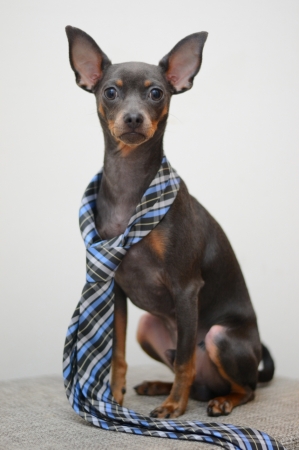 Русский Той Терьер