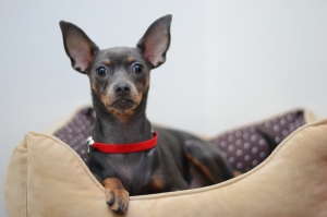 Русский Той Терьер