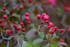 Коломенское