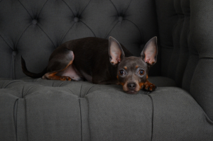 Пиксель. Январь 2018