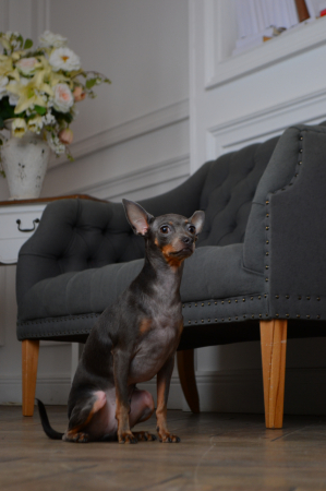 Пиксель. Январь 2018