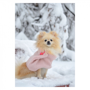 Хлоя (февраль 2018)