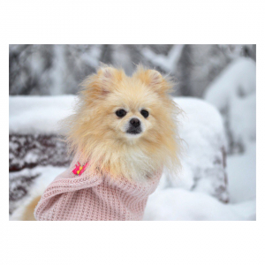 Хлоя (февраль 2018)