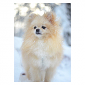 Хлоя (февраль 2018)